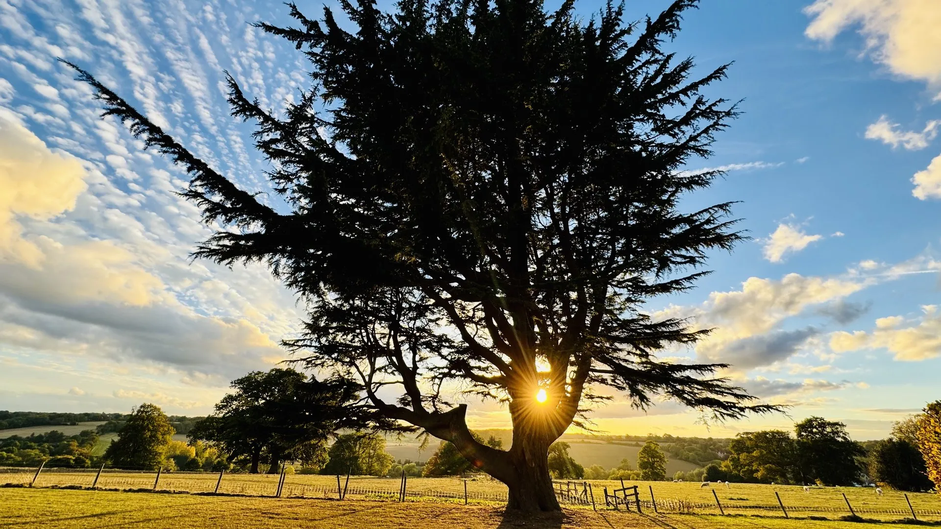 A cedar tree silhouetted at dusk with the sun breaking through its branches under a sky of fine ripples of cloud.